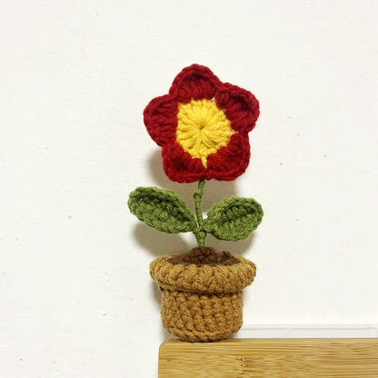 Wooly Bloom Miniature Potted Rose