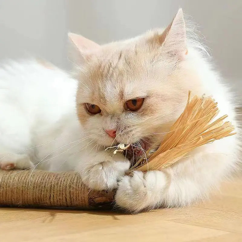 sadikhoff™ - CAT SILVERVINE CHEWING STICK