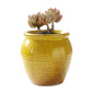 Glazed Romeo Succulent Pot